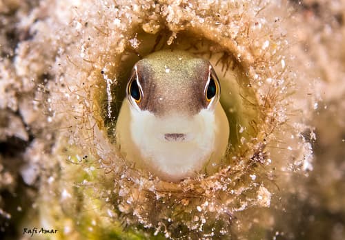 Peters' Fang Blenny