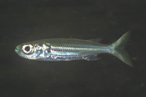 Endracht Hardyhead