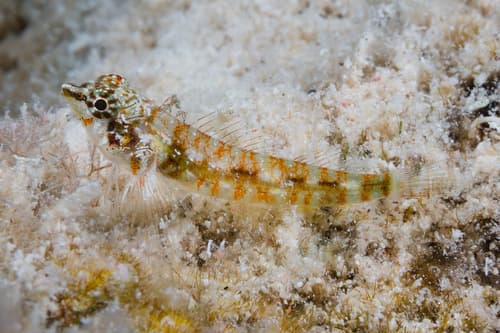 Abel's Triplefin