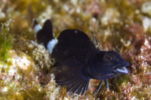 Etheostoma Triplefin