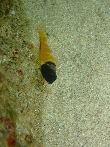 Hsiao-Jen's Triplefin