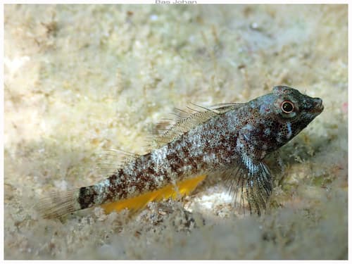 Black Triplefin