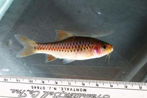 Chiumbe Barb