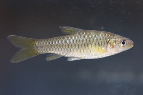 Enteromius foutensis