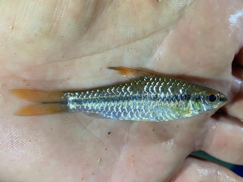 Enteromius prionacanthus