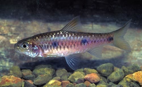 Tiekoroi Barb