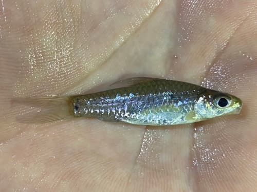 Mimic Three-spot Barb