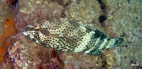 Epaulette Grouper