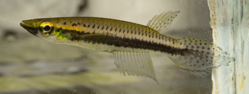 Epiplatys barmoiensis