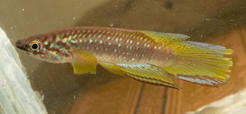 Banded Panchax
