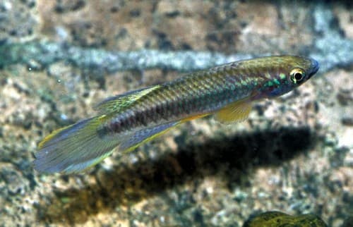 Olbrechts' Killifish