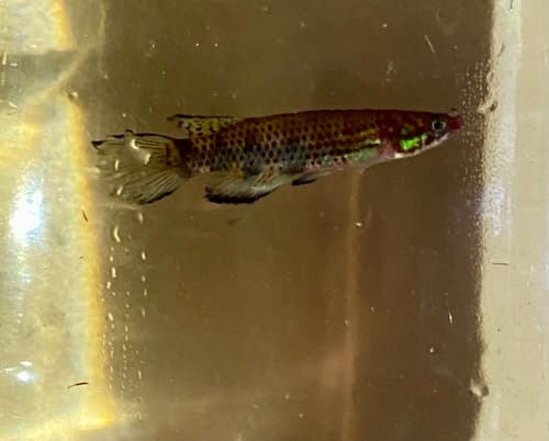 Red-headed Killifish