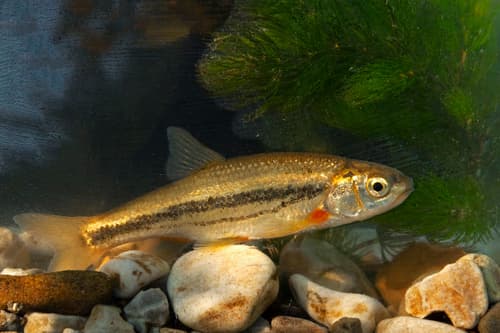 Epiros Riffle Dace