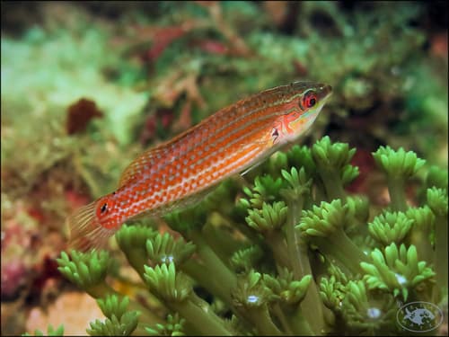 Erdmann's Wrasse