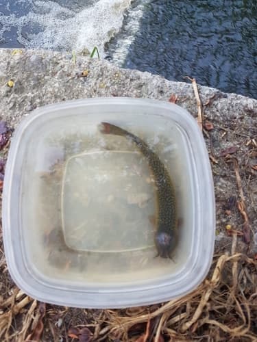 Capitán de la Sabana