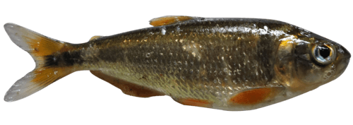 Eretmobrycon brevirostris