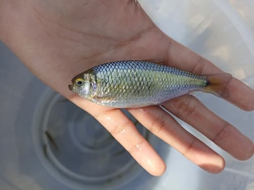 Peruvian Eretmobrycon