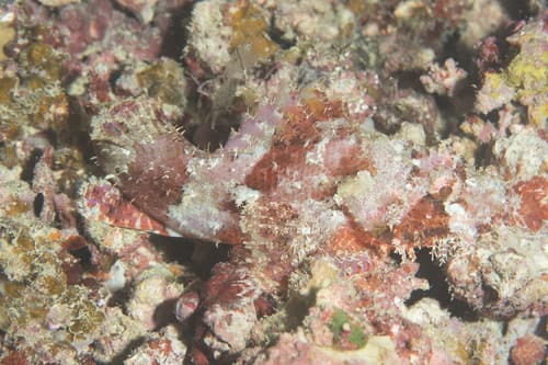 Eschmeyer's Scorpionfish