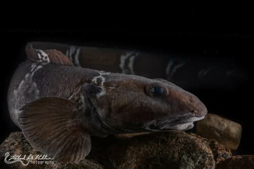 Esmark's Eelpout
