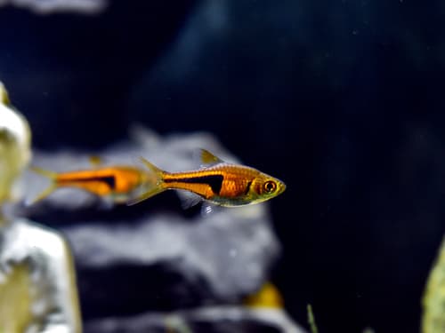 Espei Rasbora