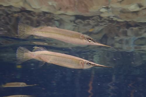 Estuarine Halfbeak