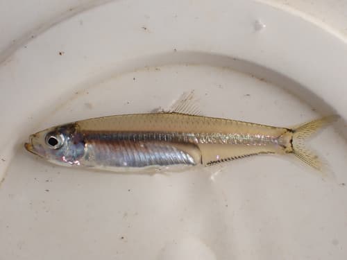Estuarine Round Herring