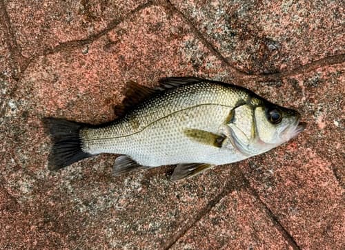Estuary Perch