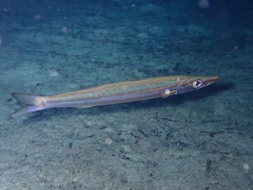 European Barracuda