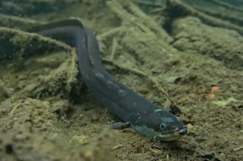 European Eel