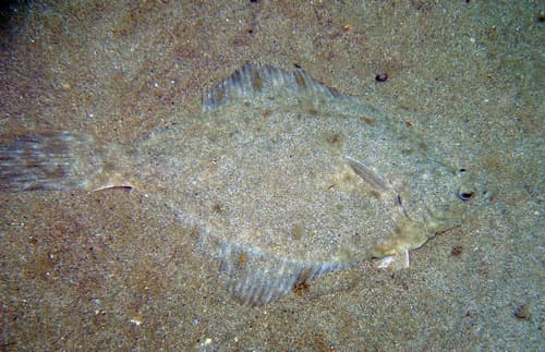 European Flounder