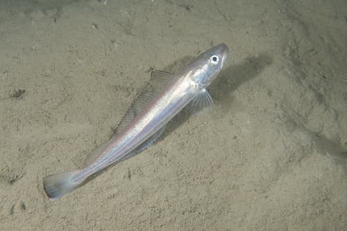 European Hake