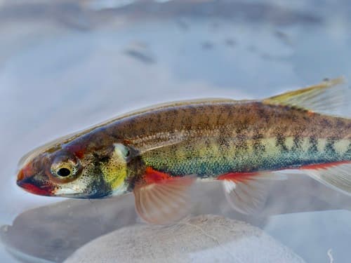 European Minnow