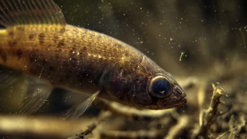 European Mudminnow