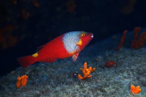 European Parrotfish