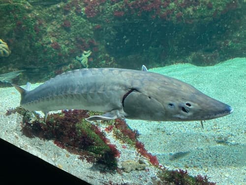 European Sea Sturgeon