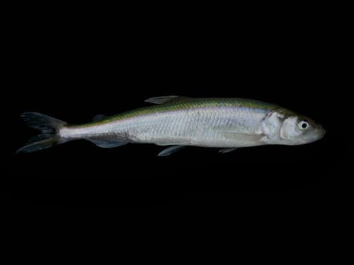 European Smelt