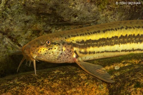 European Weatherfish