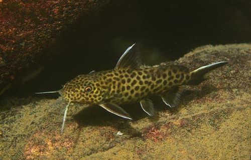 Even-spotted Squeaker