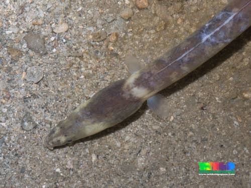 Evermann's Snake Eel