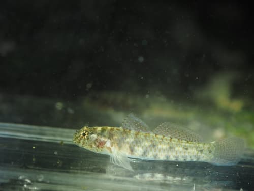 Abax Goby