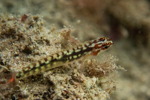 Long-snout Dwarfgoby