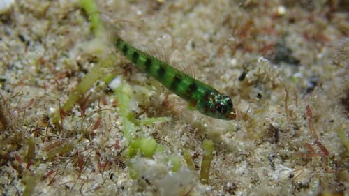 Saipan Pygmy Goby