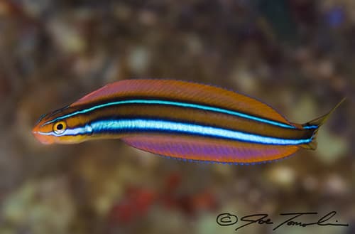Ewa Fangblenny