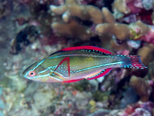 Exquisite Wrasse