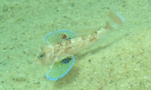 Eye Gurnard