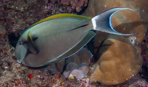 Eyeline Surgeonfish