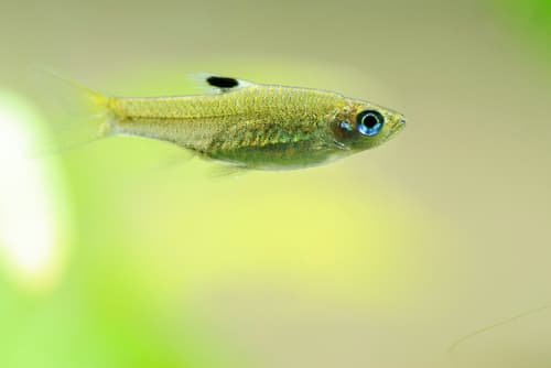 Eyespot Rasbora