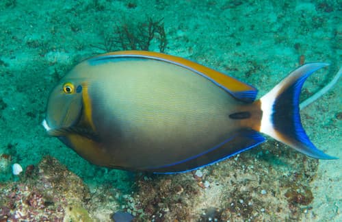 Eyespot Surgeonfish