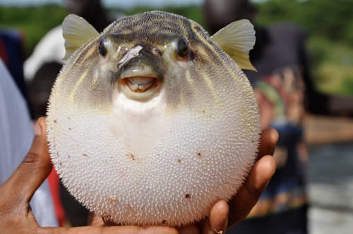 Fahaka Puffer