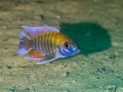 Fairy Peacock Cichlid